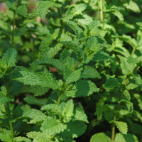 Look at all that mint. That'd go great in Leilani's mojitos.