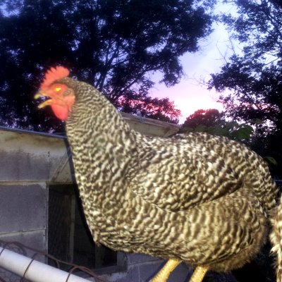 And chickens with laser eyes.